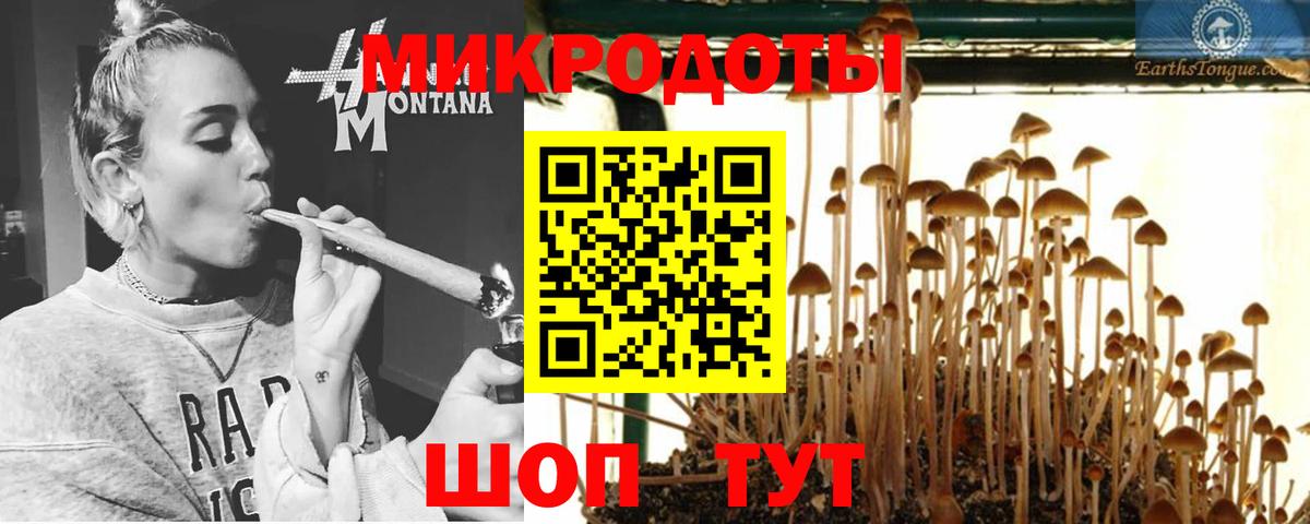 Галлюциногенные грибы Psilocybe Кыштым